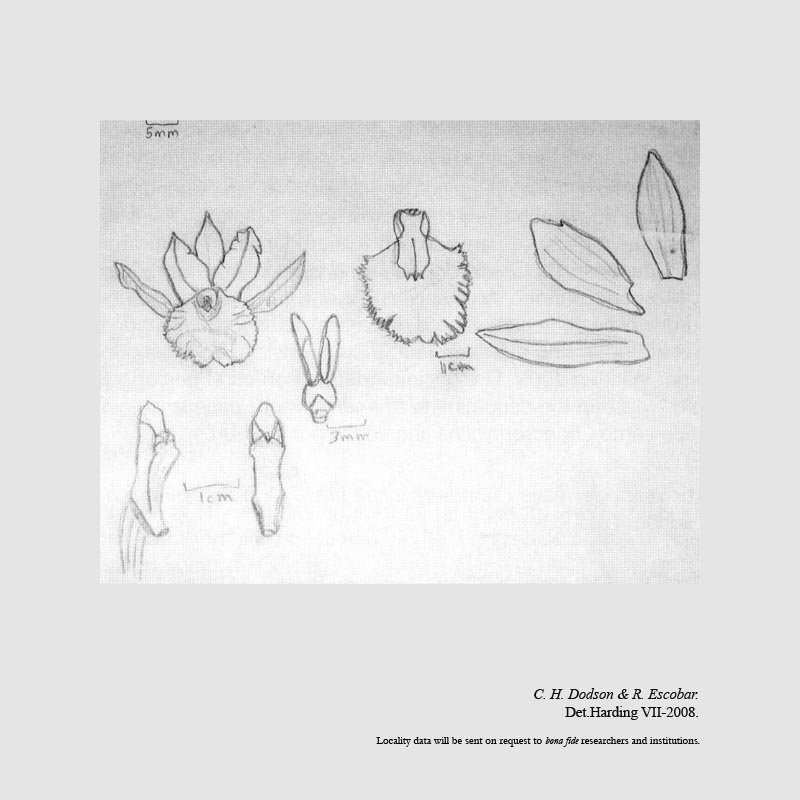 Chondroscaphe dabeibaensis